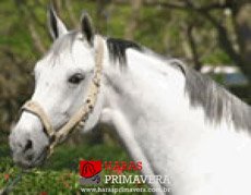 COOL DE LAUBRY Z — 3