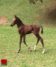 OLYMPIC GIRL GMS — 1