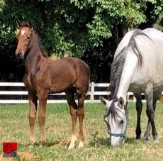 OLYMPIC GIRL GMS — 2