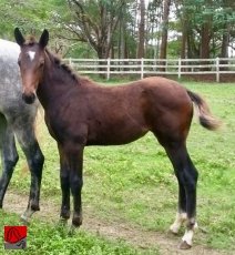 OLYMPIC GIRL GMS — 3