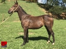 OLYMPIC GIRL GMS — 4