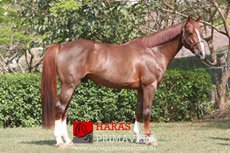 QUAT DE LONGPRE — 1