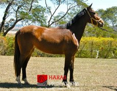 COSMIC FLOWER GMS — 1