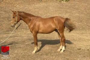 PAPA LEGUAS GMS — 4