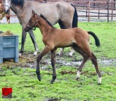 JAH OLIVER RAH GMS — 3