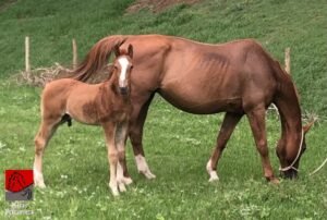 PAPA LEGUAS GMS — 3