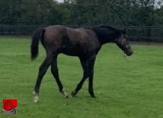 JAH OLIVER RAH GMS — 1