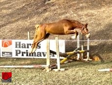 PAPA LEGUAS GMS — 2