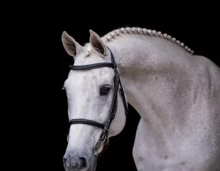 CAVALO BRANCO MODELO
